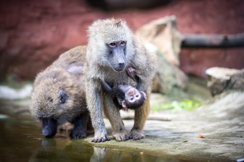 12 babuini au fost uciși într-o grădină zoologică din Germania din cauza supraaglomerării. Decizia a iscat proteste