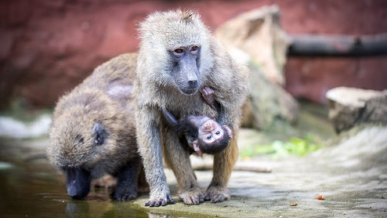 12 babuini au fost uciși într-o grădină zoologică din Germania din cauza supraaglomerării. Decizia a iscat proteste