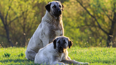 Kangal dogs in the morning sunshine in the meadow, focus on the larger dog in the back.