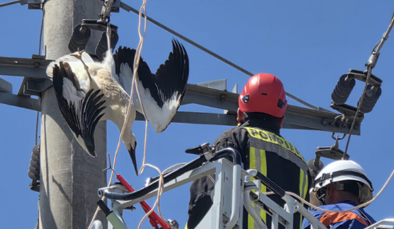 O barză a fost salvată în Giurgiu după ce şi-a prins picioarele într-un cablu de înaltă tensiune