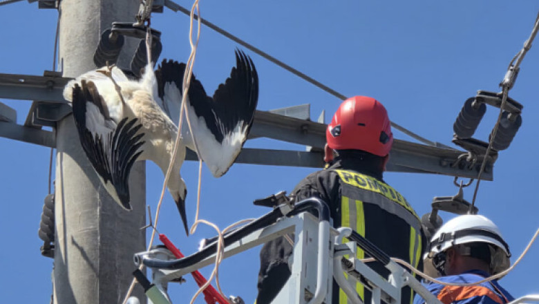 VIDEO&FOTO  O barză a fost salvată în Giurgiu după ce şi-a prins picioarele într-un cablu de înaltă tensiune