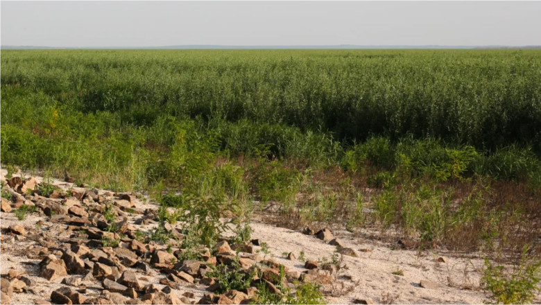 O „bombă cu ceas” sau o minune a naturii: O pădure uriașă a apărut în locul marelui lac de acumulare din Ucraina distrus de Rusia
