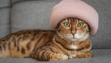 Charming Bengal cat in a warm hat on a sofa in the house. The animal is warming up on an autumn or winter day. The concept of warmth and comfort.