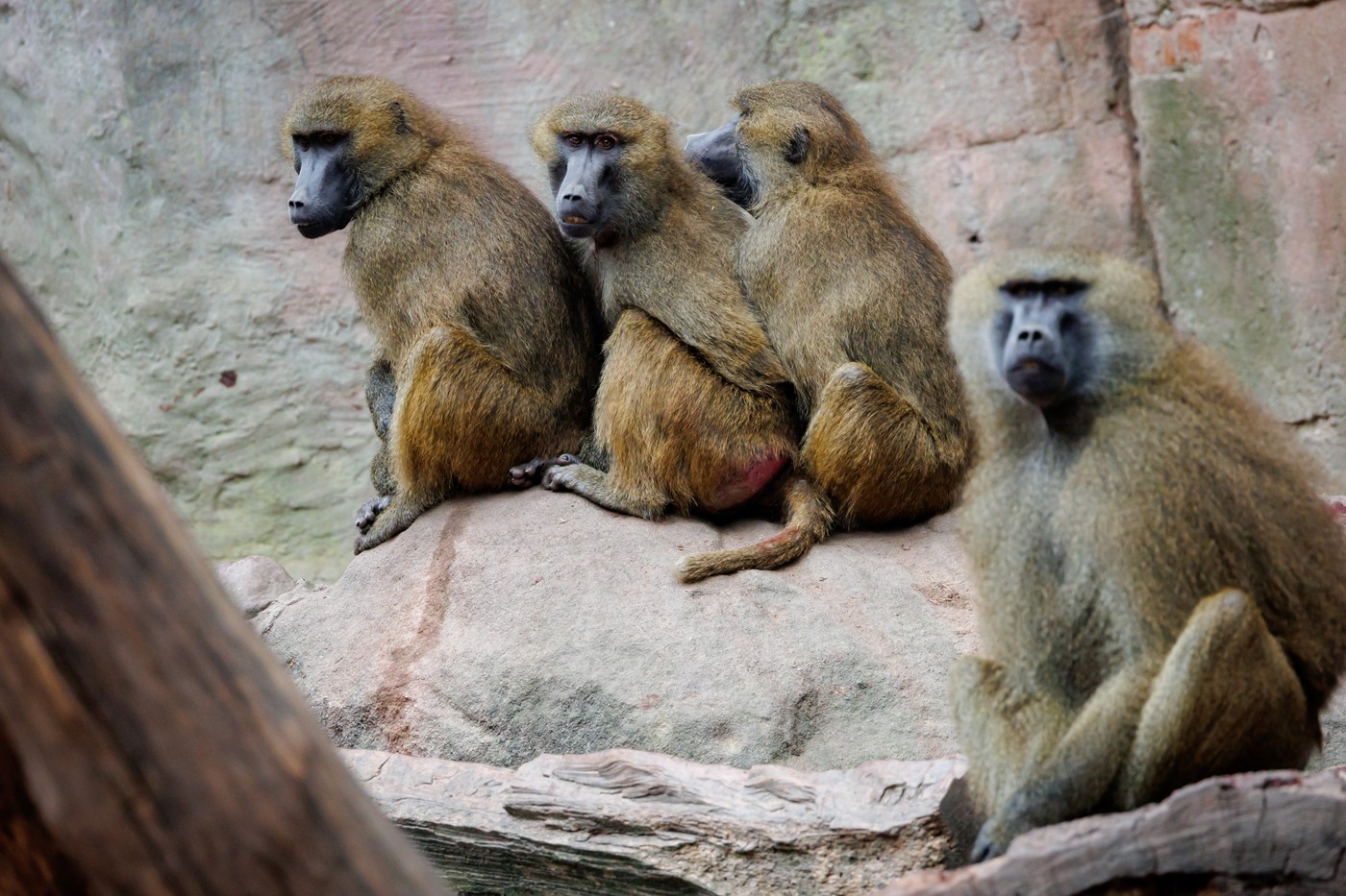 12 babuini au fost uciși în Germania, din cauză că grădina zoologică unde trăiesc nu mai are loc pentru ei