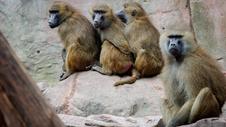 12 babuini au fost uciși în Germania, din cauză că grădina zoologică unde trăiau nu mai are loc pentru ei
