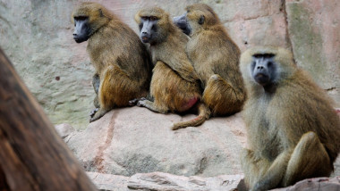Guinea baboons at Nuremberg Zoo