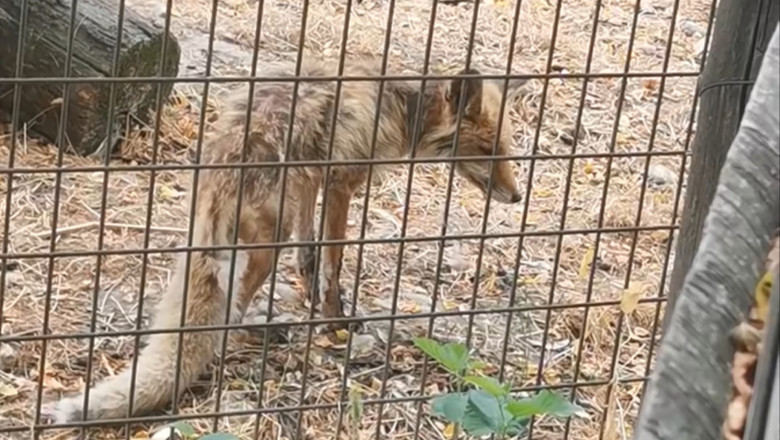 VIDEO  Imagini revoltătoare la Grădina Zoologică Vâlcea: vulpe în stare gravă, slabă, fără îngrijire medicală. „Dispreț total față de animale”