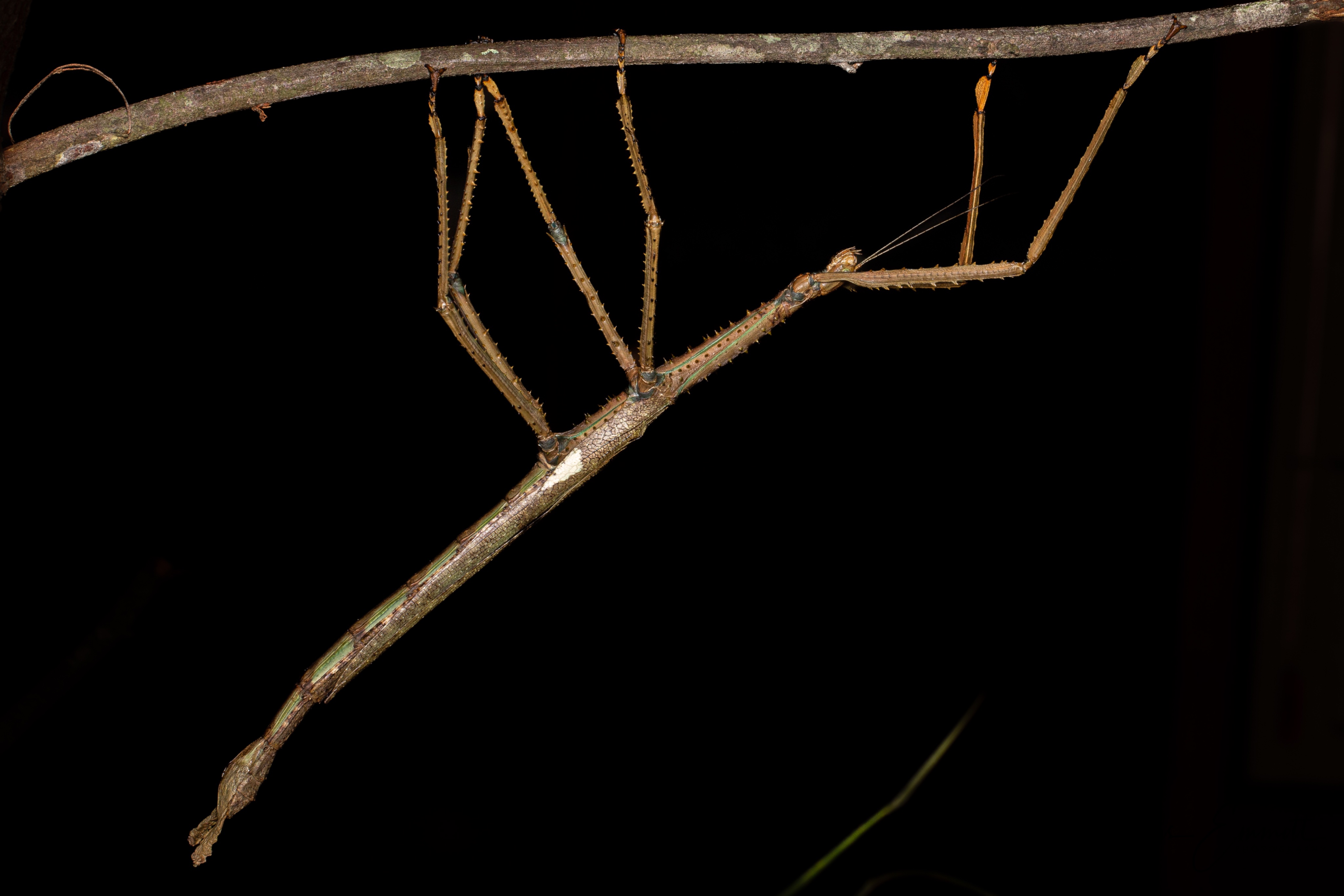 „Monstrul” descoperit în copacii Australiei: o insectă-băț de 40 de centimetri care cântărește cât o minge de golf