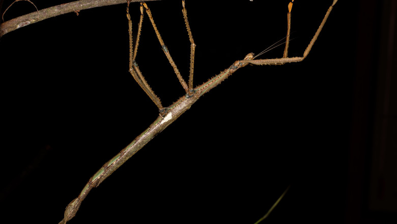 VIDEO  „Monstrul” descoperit în copacii Australiei: o insectă-băț de 40 de centimetri care cântărește cât o minge de golf