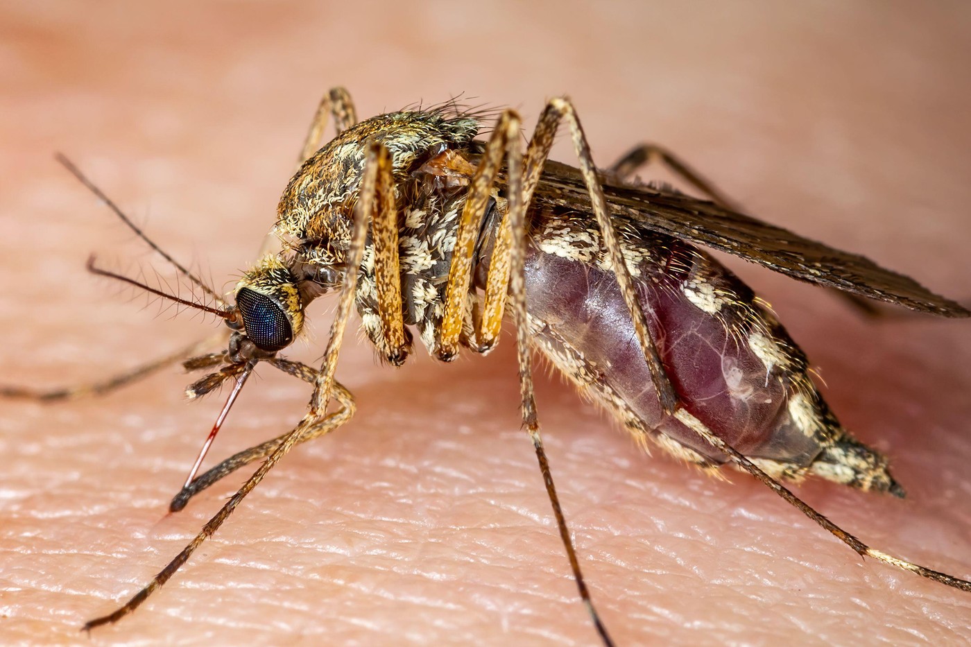 Italia: 12 morţi în urma infectării cu virusul West Nile