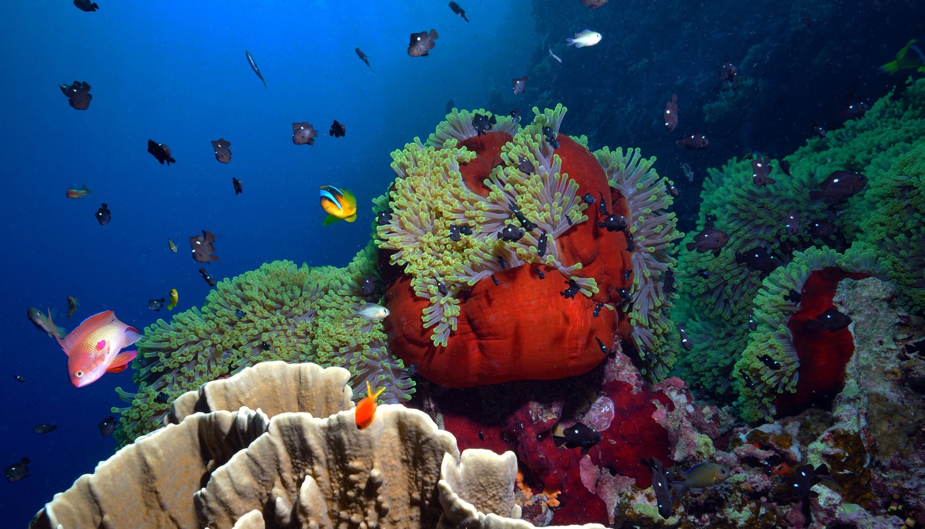 Marea Barieră de Corali suferă cel mai grav declin din istorie