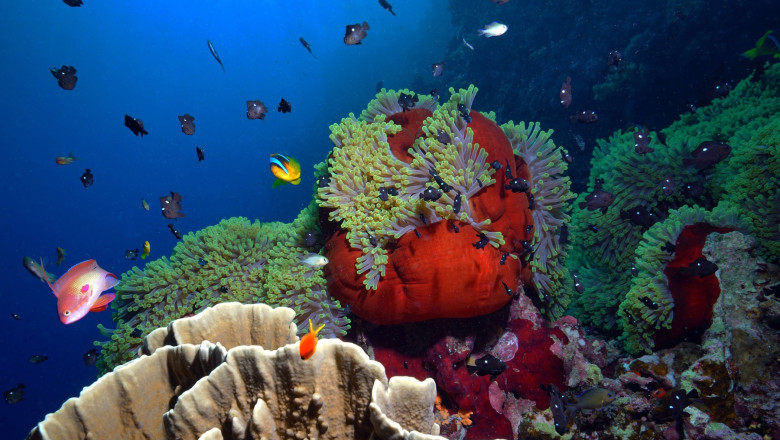 Fish are seen swimming among the corals