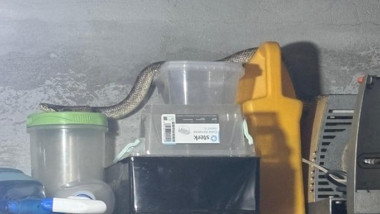 balaur dobrogean intr-o casa din 2 mai