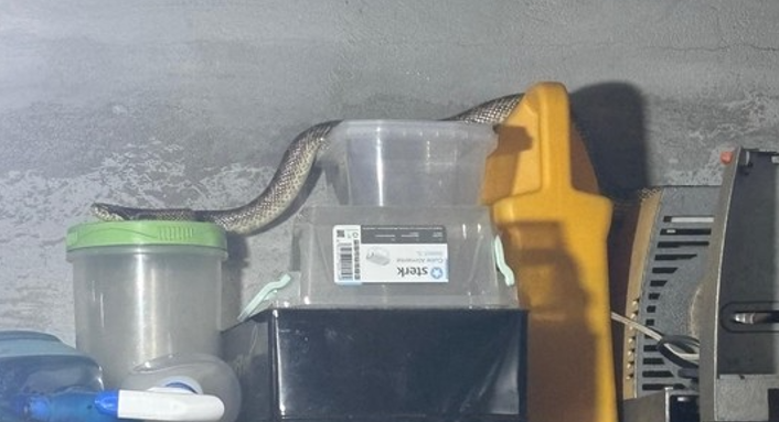 Balaur dobrogean, capturat de jandarmi într-o gospodărie din localitatea 2 Mai
