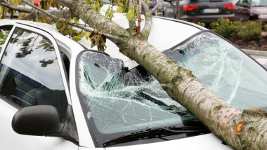 copac cazut peste masina auto