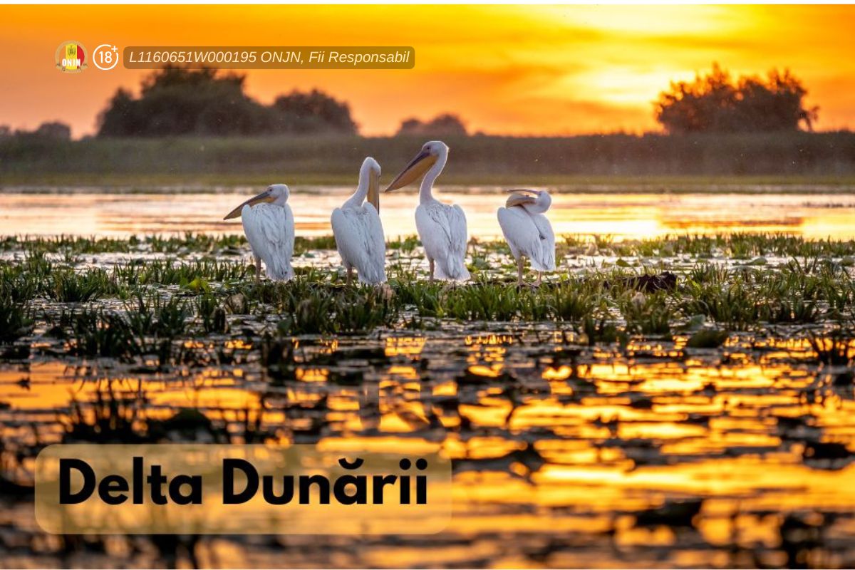 (P) Tot ce trebuie să știm despre Delta Dunării, declarată rezervație a biosferei