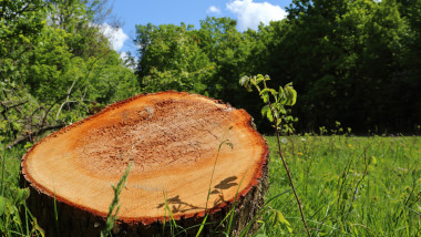 Tree stump on a green meadow with treeline and blue sky background