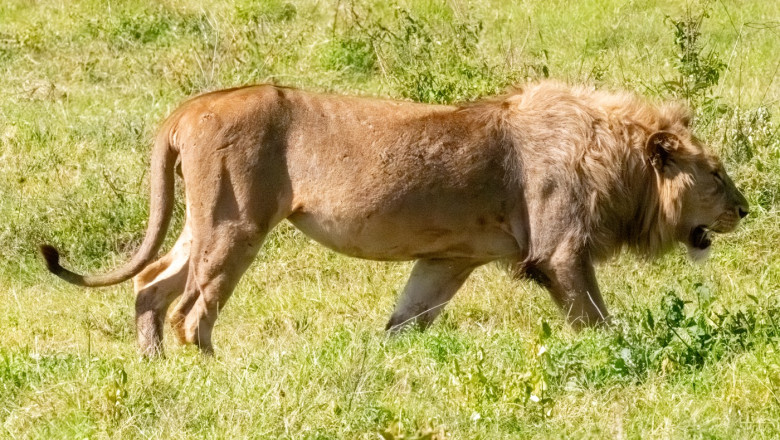 Leu