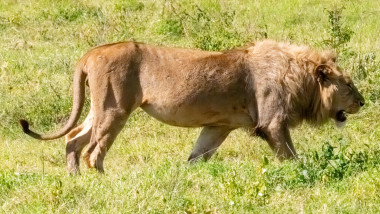 Leu