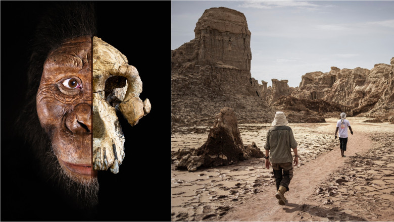 ilustrație craniu australopitec / regiunea Afar din Etiopia