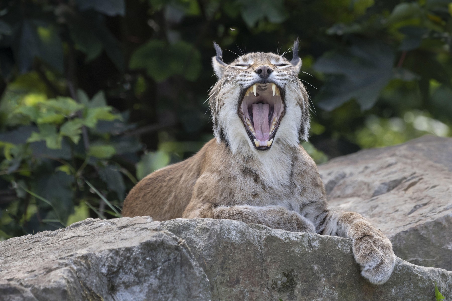 Alertă în Suceava: râs pierdut pe străzile din Fălticeni. Animalul sălbatic fusese scos la plimbare în lesă