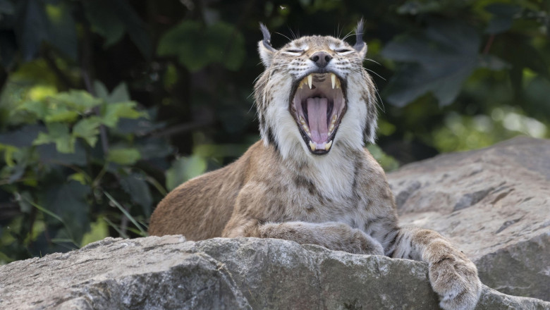 Lynx/ Râs