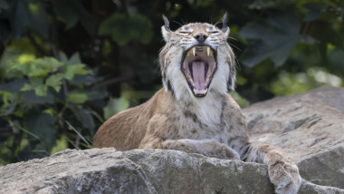 Lynx/ Râs