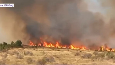 foc
