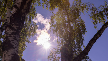 High birch tree in summer, green foliage on birch in summer and sunny weather