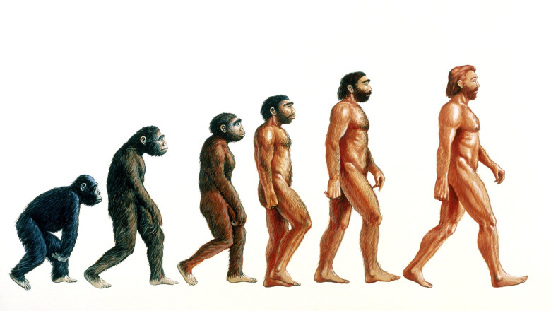 Stages in human evolution