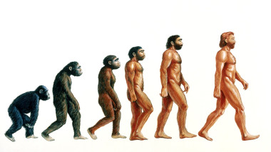 Stages in human evolution