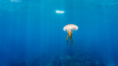 Caribbean jellyfish floats in blue water above coral reef