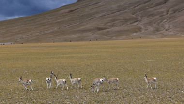 (InTibet)CHINA TIBET QIANGTANG NATURE RESERVE WILD ANIMALS (CN)
