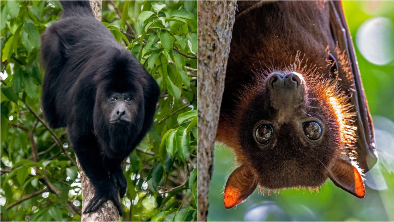 maimuță urlătoare în copac / liliac "vulpe zburătoare" agățată în copac