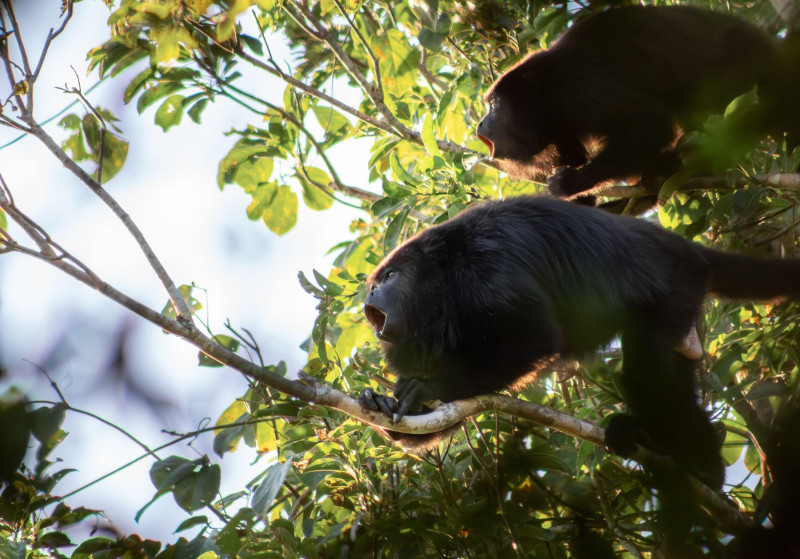 Couple of black howler monkeys with black hair screaming into the rainforest of the Yucatan peninsula during golden hour
