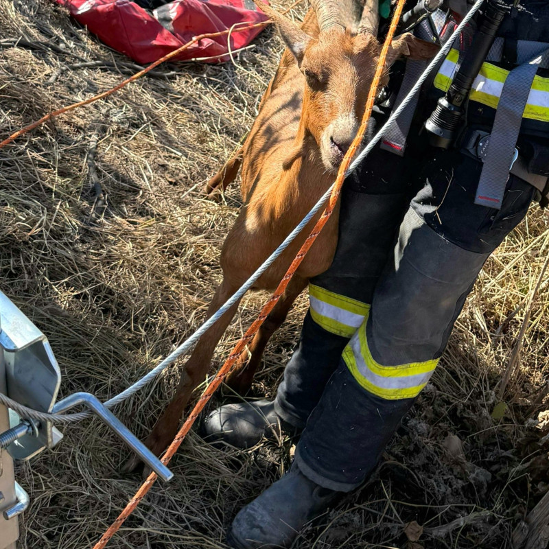 interventie_salvare_capra2