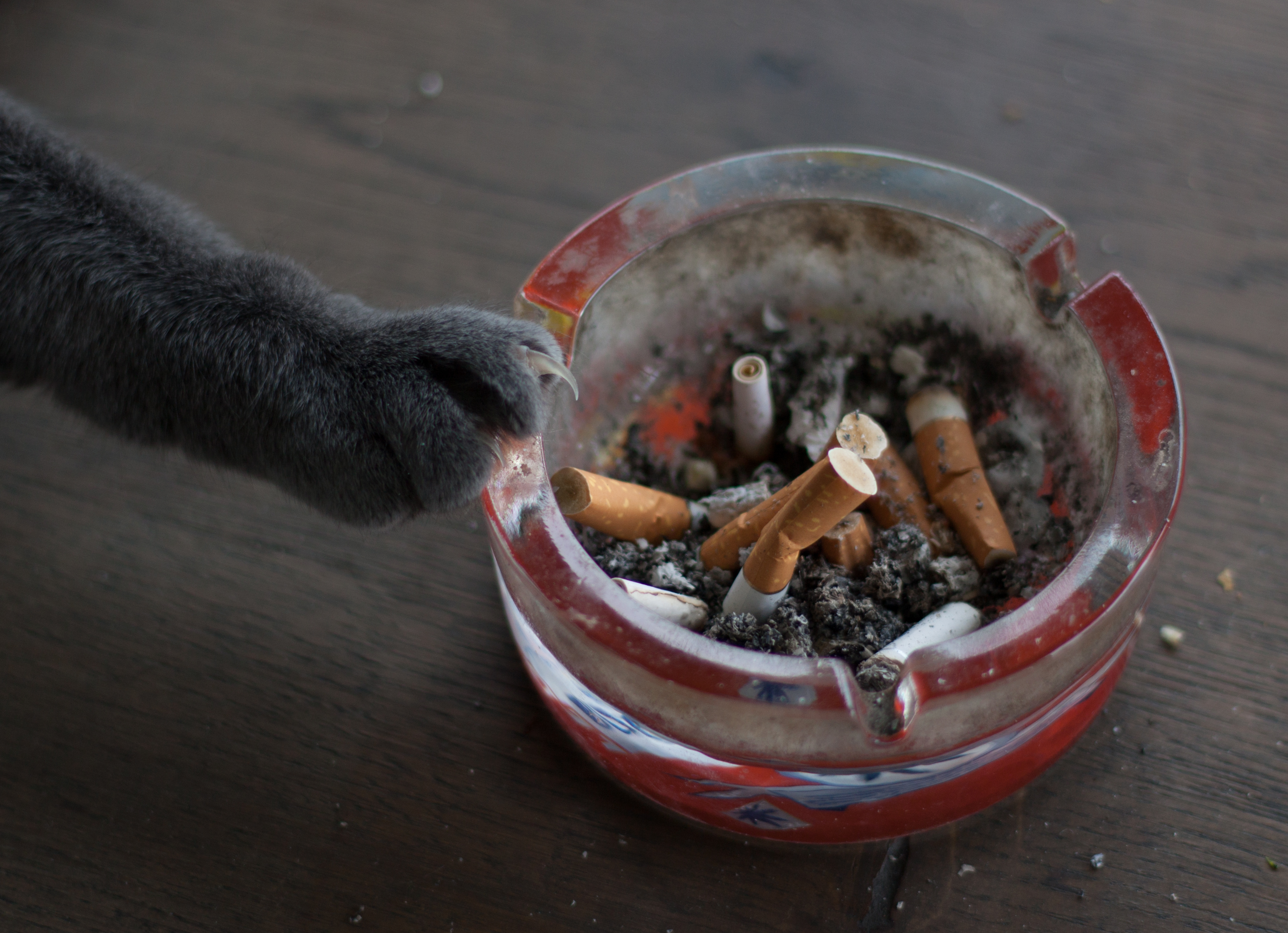 Fumatul pasiv poate afecta grav animalele de companie. Avertismentul medicilor veterinari pentru proprietarii de câini și pisici