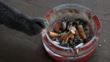 fumatul pasiv animale companie