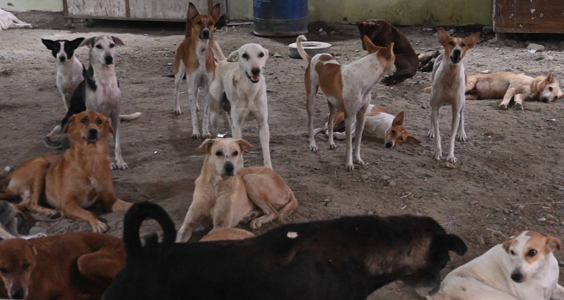 India revine asupra deciziei de a aduna de pe străzi câinii vagabonzi din New Delhi
