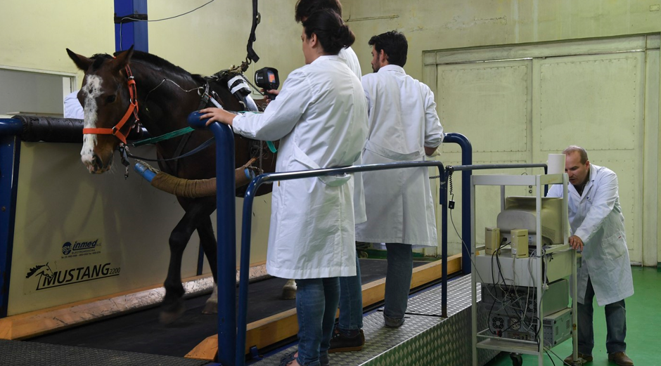 Primi cai modificați genetic au împlinit 10 luni. Scopul pentru care au fost creați