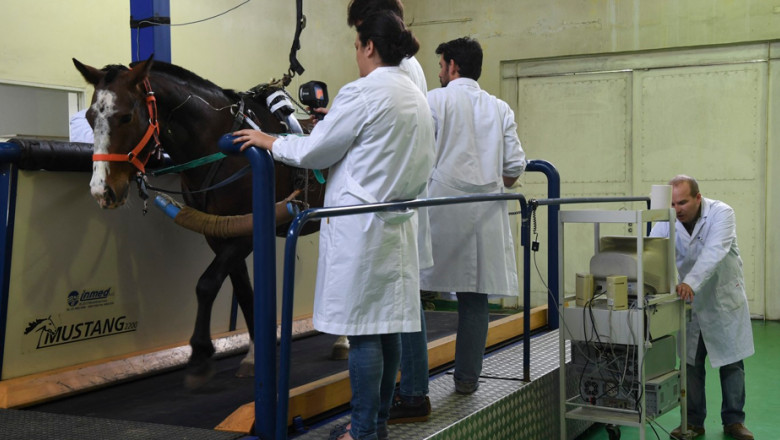 Primii cai modificați genetic au împlinit 10 luni. Scopul pentru care au fost creați