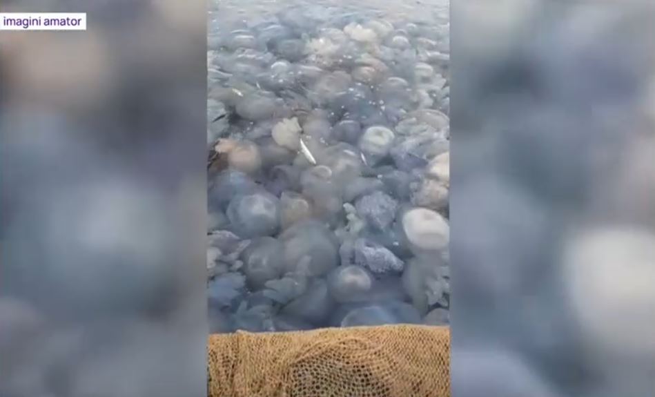 VIDEO Invazie de meduze pe litoral. Cât de periculoase sunt pentru turiști