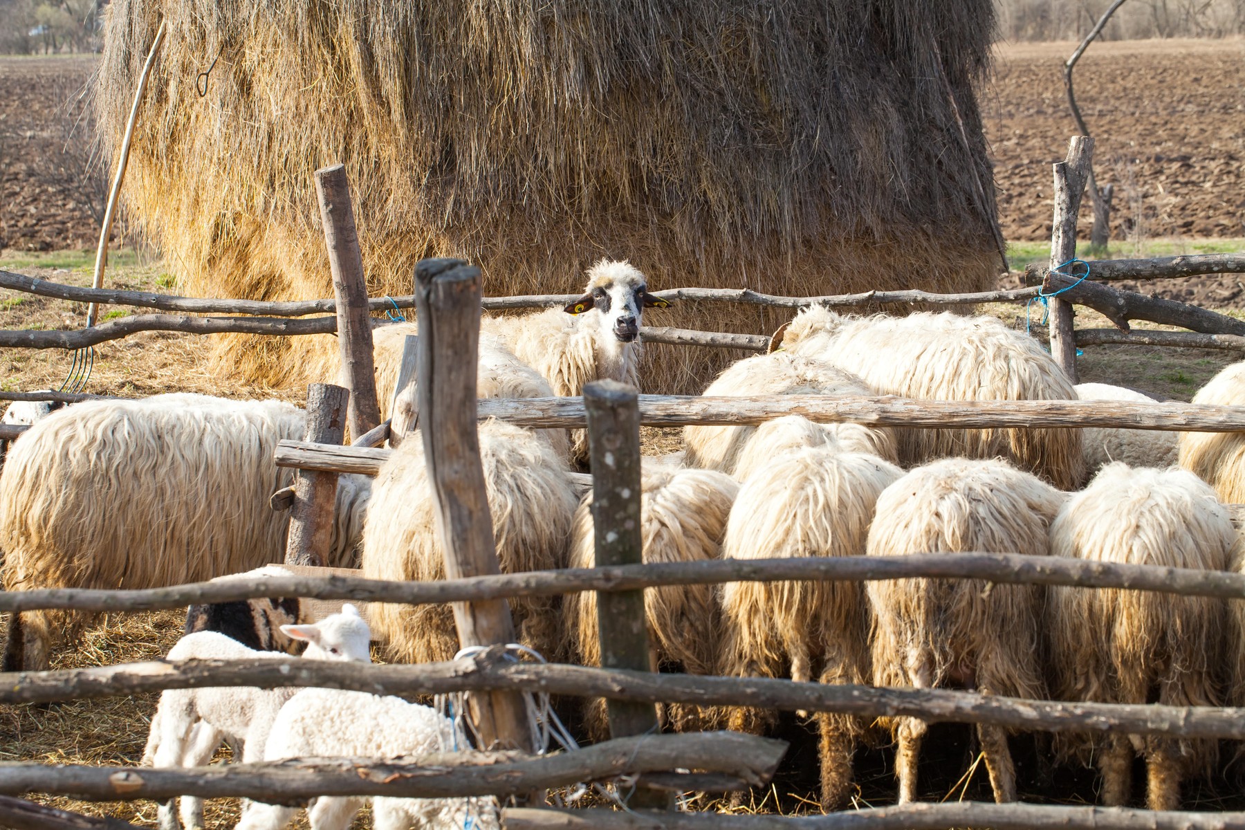 Focar de antrax la o fermă din Vrancea. Proprietarul a ajuns la spital după ce a fost diagnosticat cu boala