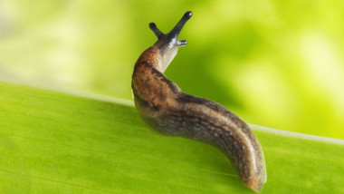 Garden Slug - on leaf