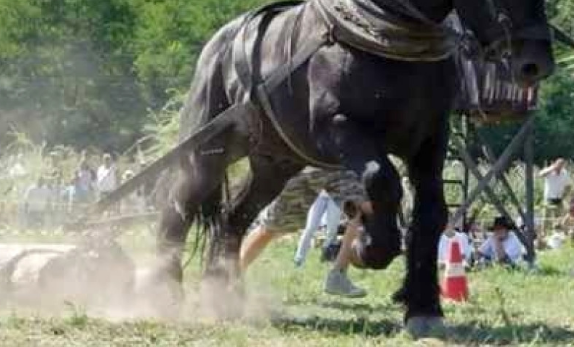 Un județ din România interzice concursurile cu cai care tractează diferite greutăți: „Prevenim cruzimea față de animale”