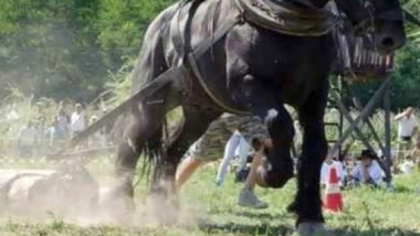 cal care trage busteni