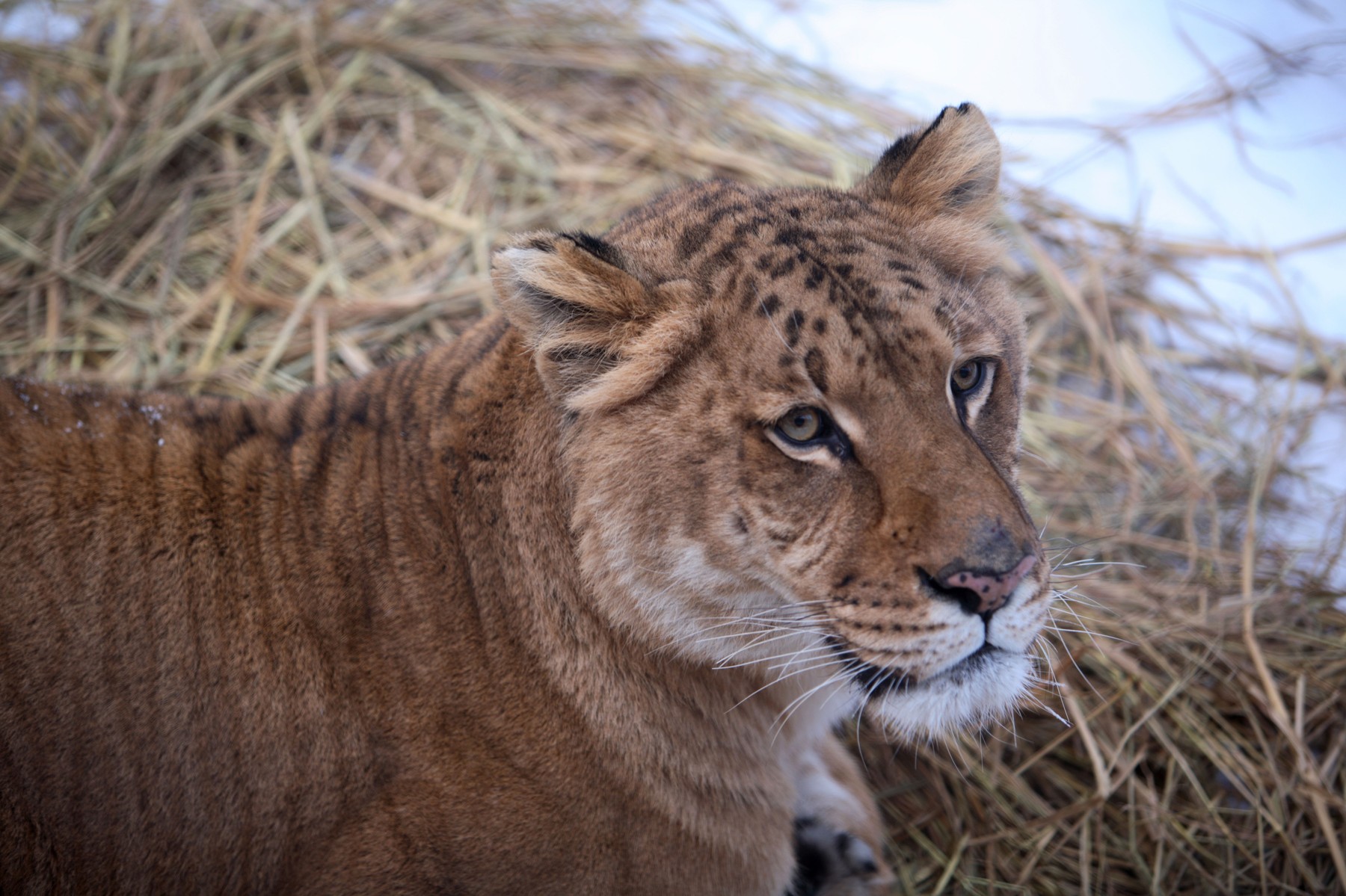 Copil de 5 ani mușcat de un ligru la zoo în Suceava. Incidentul vine după ce o fetiță a fost atacată de o maimuță