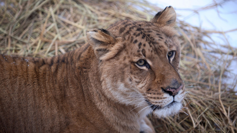 VIDEO  Copil de 5 ani mușcat de un ligru la zoo în Suceava. Incidentul vine după ce o fetiță a fost atacată de o maimuță