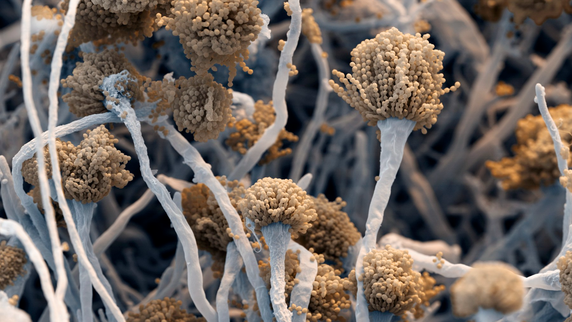 Virusul „păpușa rusească” descoperit într-o ciupercă mortală. Infecția devine și mai greu de tratat