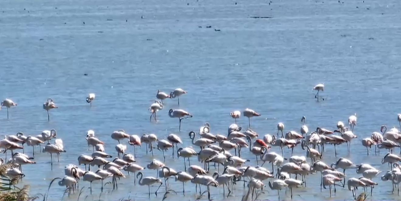 VIDEO Sute de păsări flamingo au poposit în apropiere de litoralul românesc